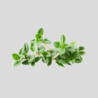 Thymian