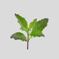 Tulsikraut