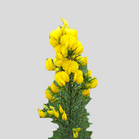Honeybush