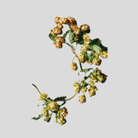 Hopfen