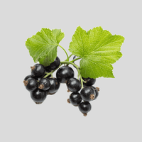 Schwarze Johannisbeere