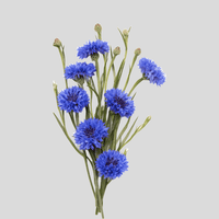 Kornblumenblüte