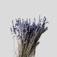 Lavendel