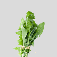 Löwenzahnkraut