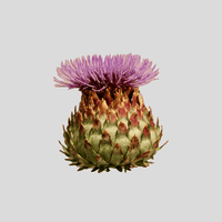 Mariendistel