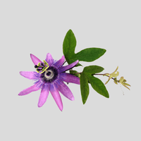 Passionsblumenkraut