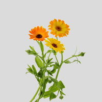 Ringelblume