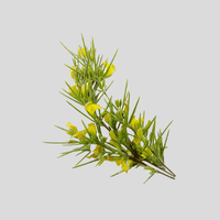 Rooibos