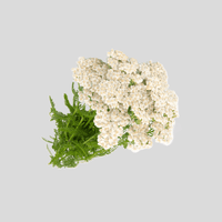Schafgarbenkraut